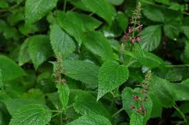 Attēlu rezultāti vaicājumam “Stachys sylvatica”