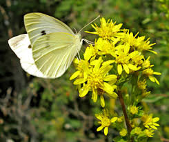 Attēlu rezultāti vaicājumam “Phalonidea permixtana”