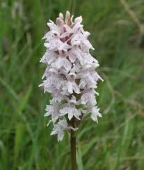 Attēlu rezultāti vaicājumam “Dactylorhiza fuchsii flower”