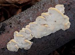 Attēlu rezultāti vaicājumam “Antrodiella serpula”