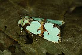 Attēlu rezultāti vaicājumam “Staurophora celsia”