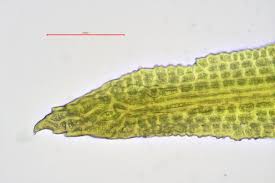 Attēlu rezultāti vaicājumam “Oxystegus tenuirostris”