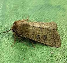 Attēlu rezultāti vaicājumam “Hoplodrina octogenaria”