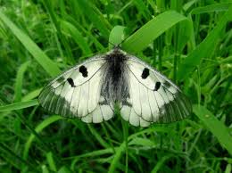 Attēlu rezultāti vaicājumam “Parnassius mnemosyne underside”