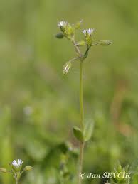 Attēlu rezultāti vaicājumam “Cerastium holosteoides”