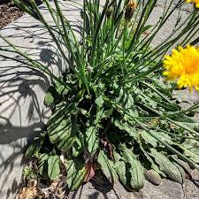 Attēlu rezultāti vaicājumam “Hypochaeris radicata leaf”
