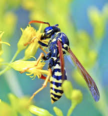 Attēlu rezultāti vaicājumam “Polistes”