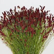 Attēlu rezultāti vaicājumam “Sanguisorba officinalis”