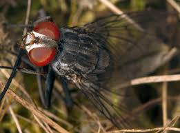 Attēlu rezultāti vaicājumam “Muscidae”