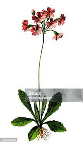 Attēlu rezultāti vaicājumam “Primula farinosa leaf”