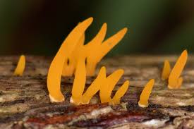 Attēlu rezultāti vaicājumam “Calocera cornea”