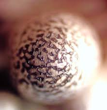 Attēlu rezultāti vaicājumam “Lycogala sphaeroconicum macro”