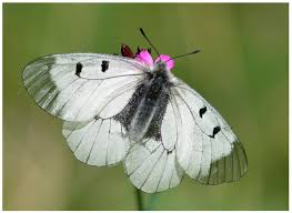 Attēlu rezultāti vaicājumam “Exoprosopa capucina”