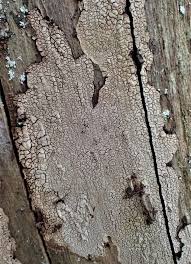 Attēlu rezultāti vaicājumam “Cystostereum murrayi”