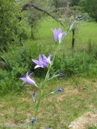 Image result for Campanula rapunculus
