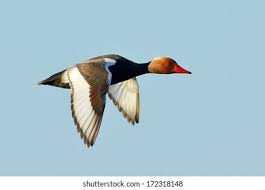 Image result for Netta rufina