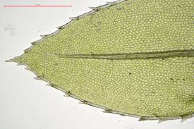 Attēlu rezultāti vaicājumam “Mnium hornum sporophyte”