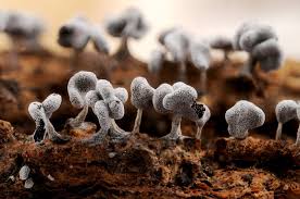 Attēlu rezultāti vaicājumam “Physarum bryocorticola macro”