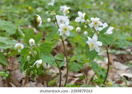 Attēlu rezultāti vaicājumam “Isopyrum thalictroides flower”