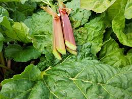 Attēlu rezultāti vaicājumam “Rheum rhabarbarum fruit”
