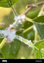 Attēlu rezultāti vaicājumam “Psylla alni”