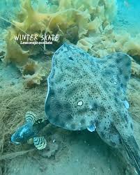 Image result for Leucoraja ocellata