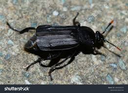 Attēlu rezultāti vaicājumam “Necrodes littoralis”