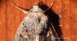 Attēlu rezultāti vaicājumam “Euplexia lucipara”