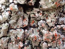 Attēlu rezultāti vaicājumam “Mycoblastus sanguinarius”