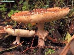 Attēlu rezultāti vaicājumam “Lepiota aspera”