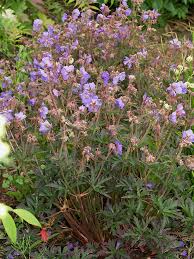 Attēlu rezultāti vaicājumam “Geranium pratense”