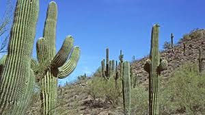 Image result for Cactaceae