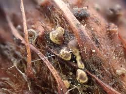 Attēlu rezultāti vaicājumam “Hemitrichia sordivesiculosa spores”