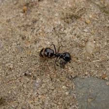 Attēlu rezultāti vaicājumam “Lasius fuliginosus”