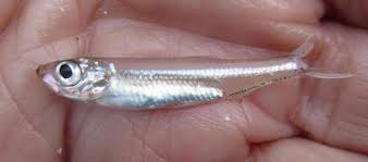 Image result for Pseudomyxus capensis