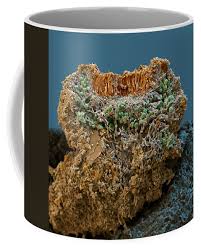 Attēlu rezultāti vaicājumam “Caloplaca saxicola”