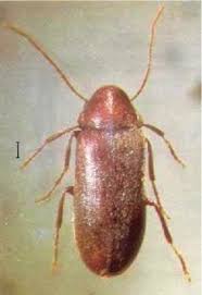 Attēlu rezultāti vaicājumam “Anobiidae”