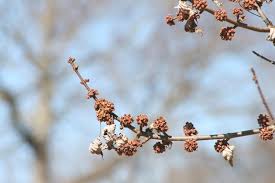 Attēlu rezultāti vaicājumam “Acer saccharinum fruit”