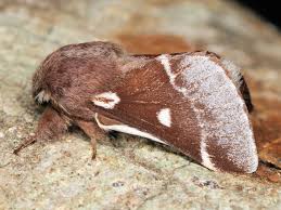 Attēlu rezultāti vaicājumam “Eriogaster lanestris”