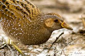 Image result for Porzana parva