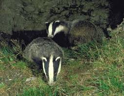 Attēlu rezultāti vaicājumam “Meles meles adult”