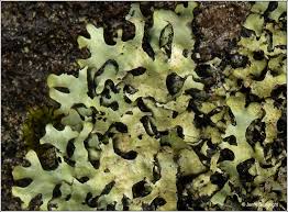 Attēlu rezultāti vaicājumam “Hypotrachyna sp.”