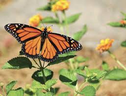 Image result for monarch butterfly