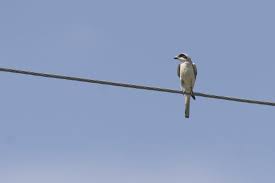 Image result for Lanius minor