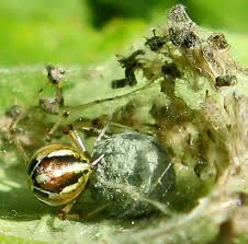 Attēlu rezultāti vaicājumam “Phylloneta sp.”