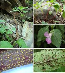 Attēlu rezultāti vaicājumam “Impatiens glandulifera leaf”