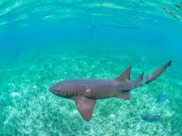 Image result for Ginglymostoma cirratum