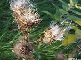 Attēlu rezultāti vaicājumam “Cirsium vulgare”