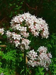 Attēlu rezultāti vaicājumam “Valeriana officinalis”