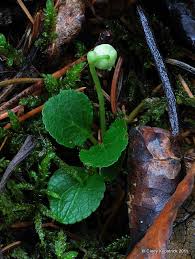 Attēlu rezultāti vaicājumam “Moneses uniflora fruit”